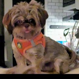 Dennis - Shih Tzu