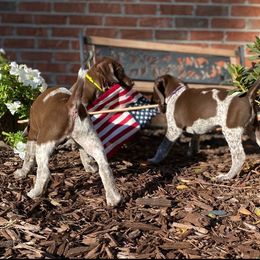 Belgian Malinois and German Shorthaired Pointer Puppies from Lapdog GSP