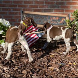 Belgian Malinois and German Shorthaired Pointer Puppies from Lapdog GSP
