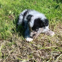 Ben-Jamin - Blue merle male Australian Shepherd puppy in Sultan, Washington from Van Huitt Australian Shepherds