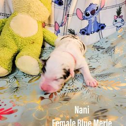 Australian Shepherd Puppies from Gordon and Sons Farms