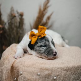 Sunset (Rose) - Blue merle and white female Sheepadoodle puppy in Newport Beach, California from High Desert Doodles