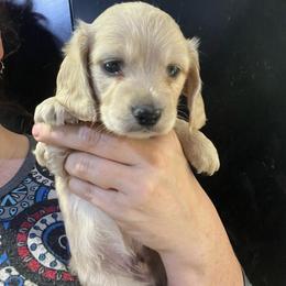 Fabio - Cream male Dachshund puppy in Bigfork, Minnesota from Dachshunds Up North