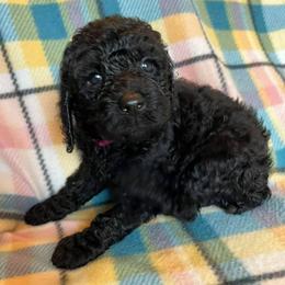 Poodles from Spoiled Rotten Kennels