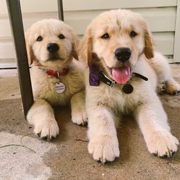 Golden Retriever Puppies from OPK GOLDENS