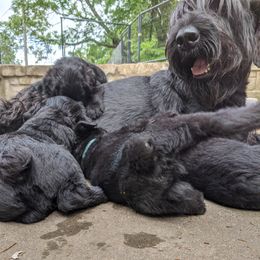 Giant Schnauzer Puppies from Riesenschnauzers von Reh Bach
