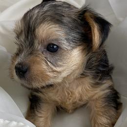 Yorkshire Terrier puppies from Teddy Bear Yorkies