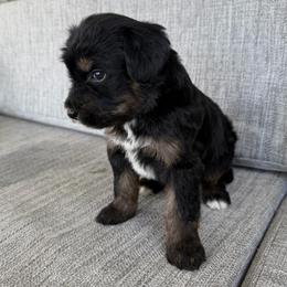 Girl 1 - Tri-color female Bernedoodle puppy in Spring Hill, Florida from Ohana Doodles