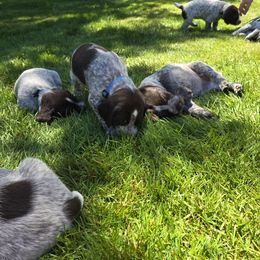 German Wirehaired Pointer Puppies from Paulette Gamroth's German Wirehaired Pointers