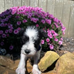 Frank - Parti male Miniature Schnauzer puppy in Dunlap, Tennessee from Beards of Glory