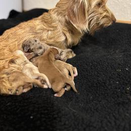 Dachshund Puppies from Silver Dach Farms