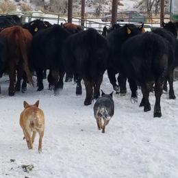 Australian Cattle Dog All Grown Up from Wiser Australian Cattle Dogs