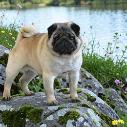 Teddy - Pug