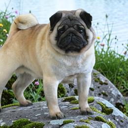 Teddy - Pug