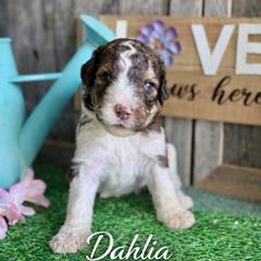 Dahlia-burgundy collar - Parti female Saint Berdoodle puppy in Paw Paw, Michigan from ProAct Canines