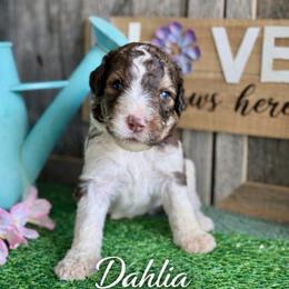 Dahlia-burgundy collar - Parti female Saint Berdoodle puppy in Paw Paw, Michigan from ProAct Canines