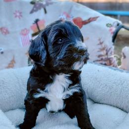 Goldendoodle Puppies from Southern Star Goldendoodles