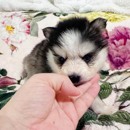Boy 2 - Gray and white male Pomsky puppy in Bolton, Connecticut from Elle Pomsky