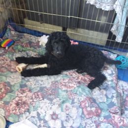 Poodle Puppies from Kindews "Lela" of Shiloh Gardens