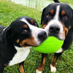 Greater Swiss Mountain Dogs from Cherished Greater Swiss Mountain Dogs