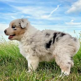 Ruth - Blue merle female Australian Shepherd puppy in Wauneta, Nebraska from 4H Aussies