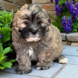 Marcus - Black gold and white male Shihpoo puppy in Oklahoma from Rocky Oak Cavaliers & Biewer Terriers LLC