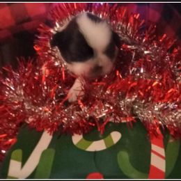 Shichon and Shih Tzu Puppies from Angie’s Teddy Bear Puppies Minnesota