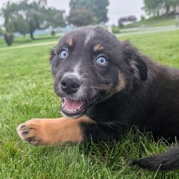 Kepler - Black tri-color male Australian Shepherd puppy in Elverson, Pennsylvania from Blosenski Aussies