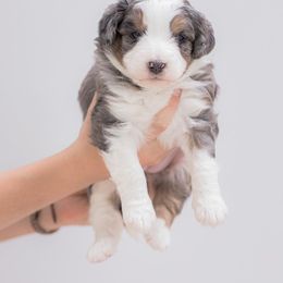 Aussiedoodle Puppies from Stokeshire Designer Doodles
