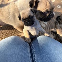 Little boy - Fawn male Pug puppy in Barry, Illinois from Tina’s Pugs