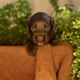 Snickerdoodle - Chocolate female Australian Labradoodle puppy in Brush Prairie, Washington from Fancy Pants Labradoodles