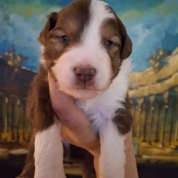 Henry - Red tri male Miniature Australian Shepherd puppy in Copperas Cove, Texas from Aussies Acre