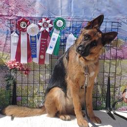 German Shepherd puppies from Abbeys Golden Retriever  and German Shepherd Puppies