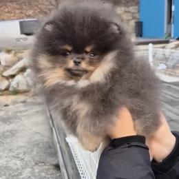 Pomeranian Puppies from Twins Dream Poms