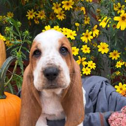 Basset Hound and Beagle Puppies from Orange Mountain Basset Hounds & Beagles