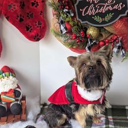 Kodi - Yorkshire Terrier