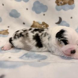 Pie - Blue merle female Miniature American Shepherd puppy in Olympia, Washington from Shamayim Shepherds