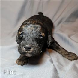 Flint - Black and tan male Cockapoo puppy in Sunset, Louisiana from Cano Cockapoos
