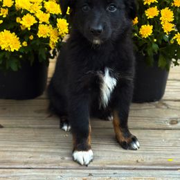 Australian Shepherd Puppies from Southern Tribute Farms
