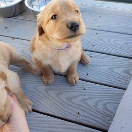 Golden Retriever Puppies from Emma's Golden Puppers