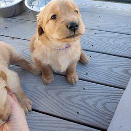 Golden Retriever Puppies from Emma's Golden Puppers