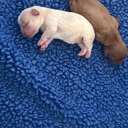 Doc - Blenheim female Cavalier King Charles Spaniel puppy in Eatontown, New Jersey from NJ Cavalier King Charles Breeder