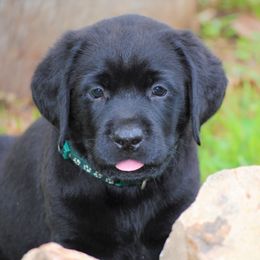 Labrador Retriever Puppies from Cove Labradors