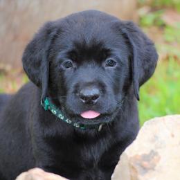 Labrador Retriever Puppies from Cove Labradors