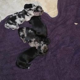 Light Black and Cream Dapple - Dapple male Dachshund puppy in Pueblo, Colorado from HotDachs