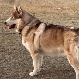 Chenoa - Native American Indian Dog