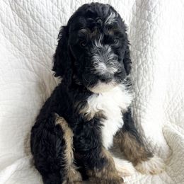 Dakota - male Bernedoodle puppy in Phelan, California from Willow Desert Doodles