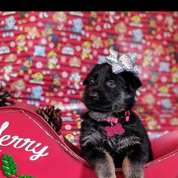 German Shepherd Puppies from Flussufer German Shepherds