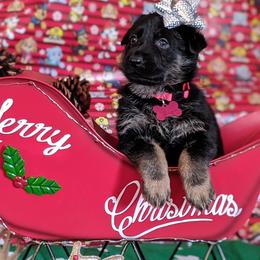 German Shepherd Puppies from Flussufer German Shepherds