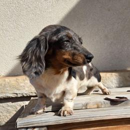Princess - Dachshund